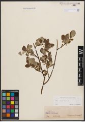 Foto von Salix caprea L.